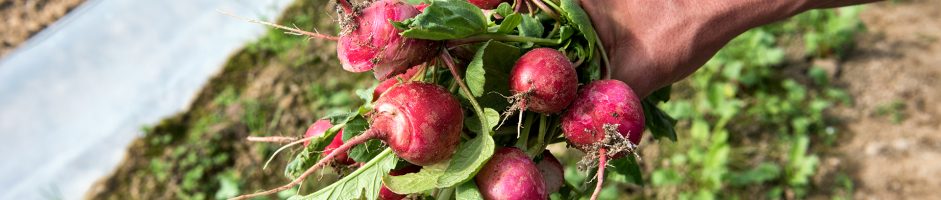 A San Bovio arrivano frutta e verdura a chilometri zero
