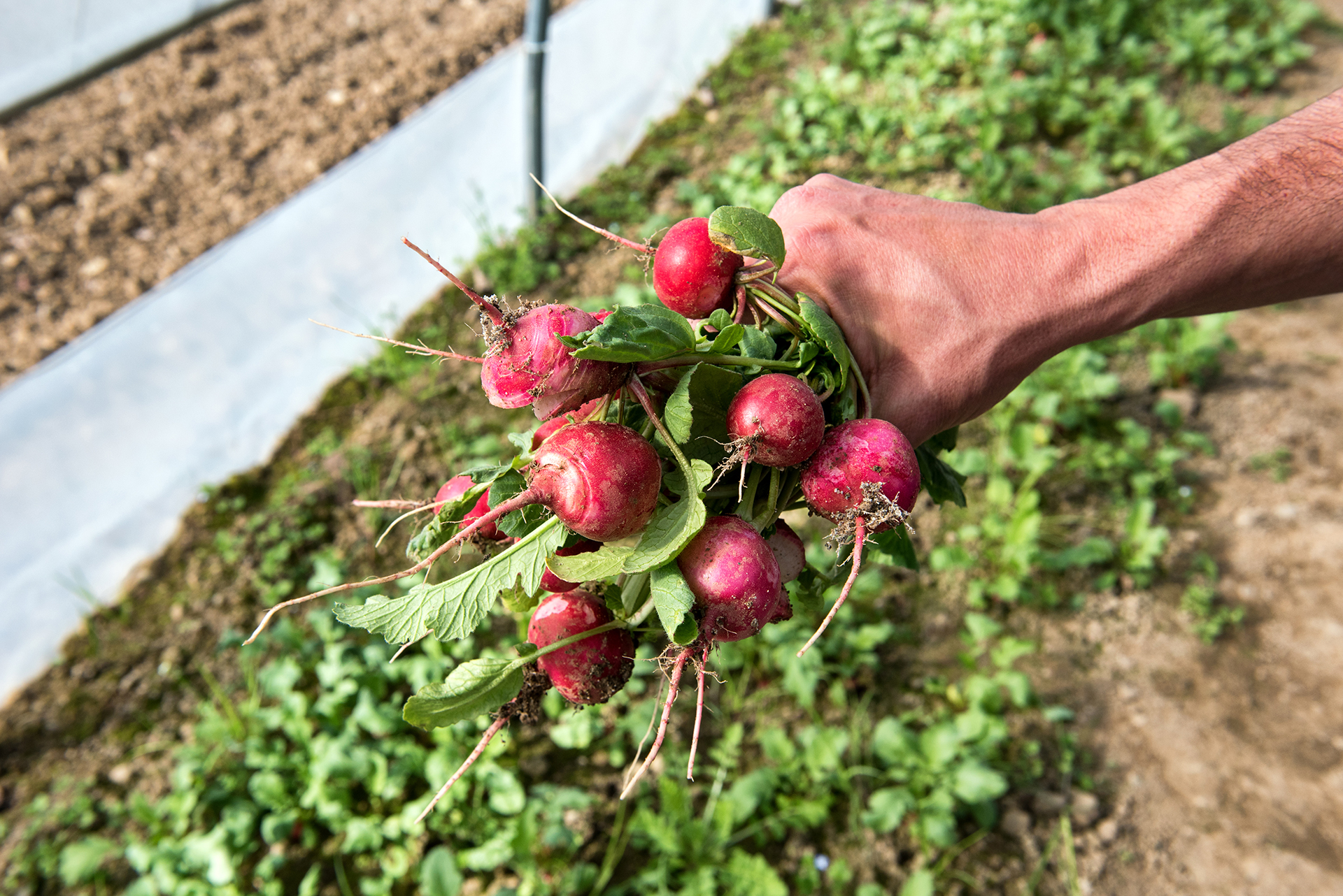 A San Bovio arrivano frutta e verdura a chilometri zero