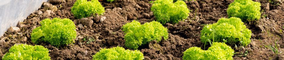 Peschiera, a San Bovio si potrà acquistare verdura a chilometri zero, e in futuro…